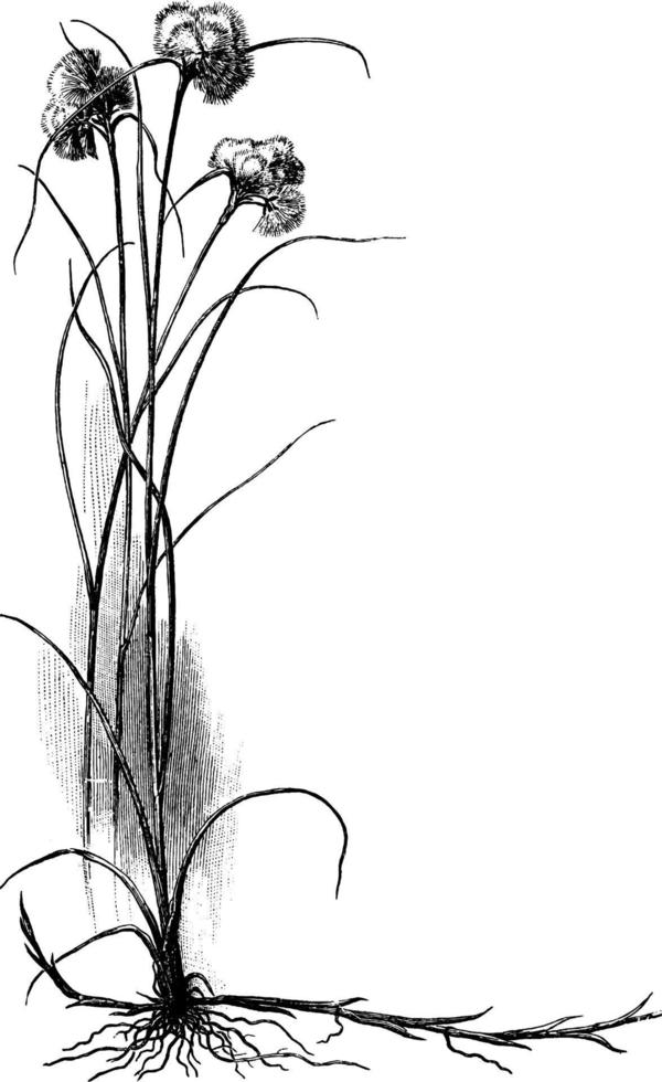 Cottongrass vintage illustration. vector