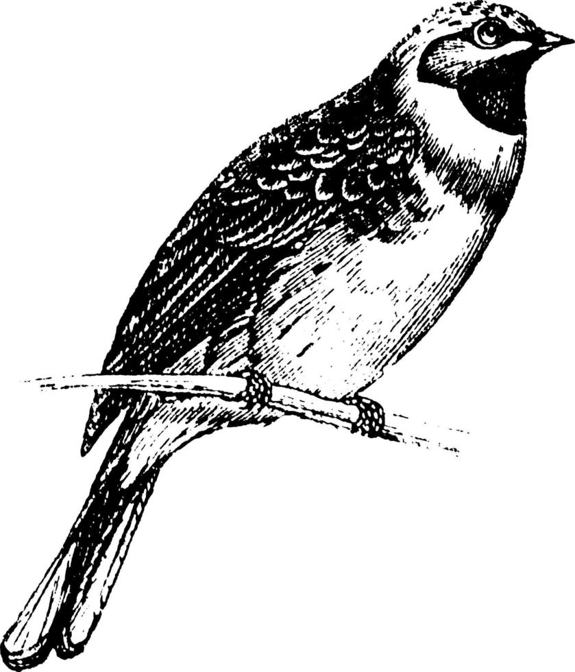 Cirl Bunting, vintage illustration. vector