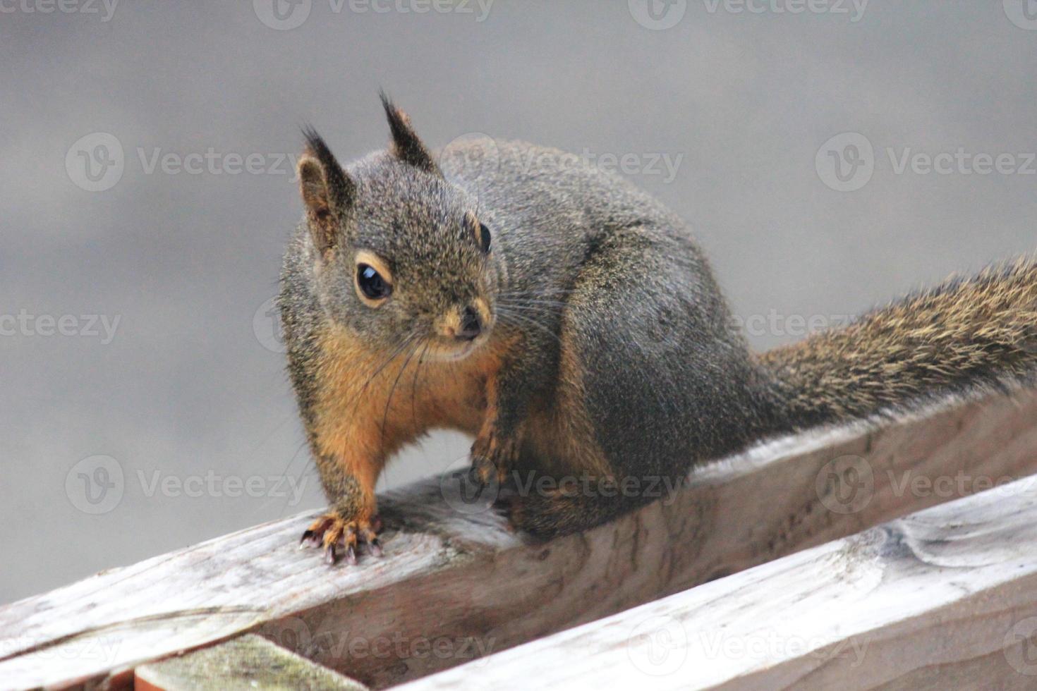 A brown squirrel sits on a wooden handrail in the state of Washington. photo
