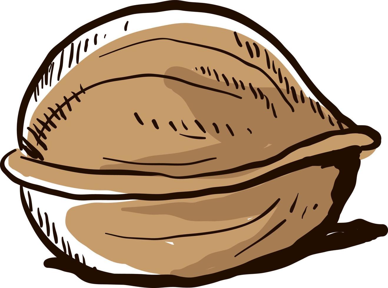 Walnut drawing, illustration, vector on white background.