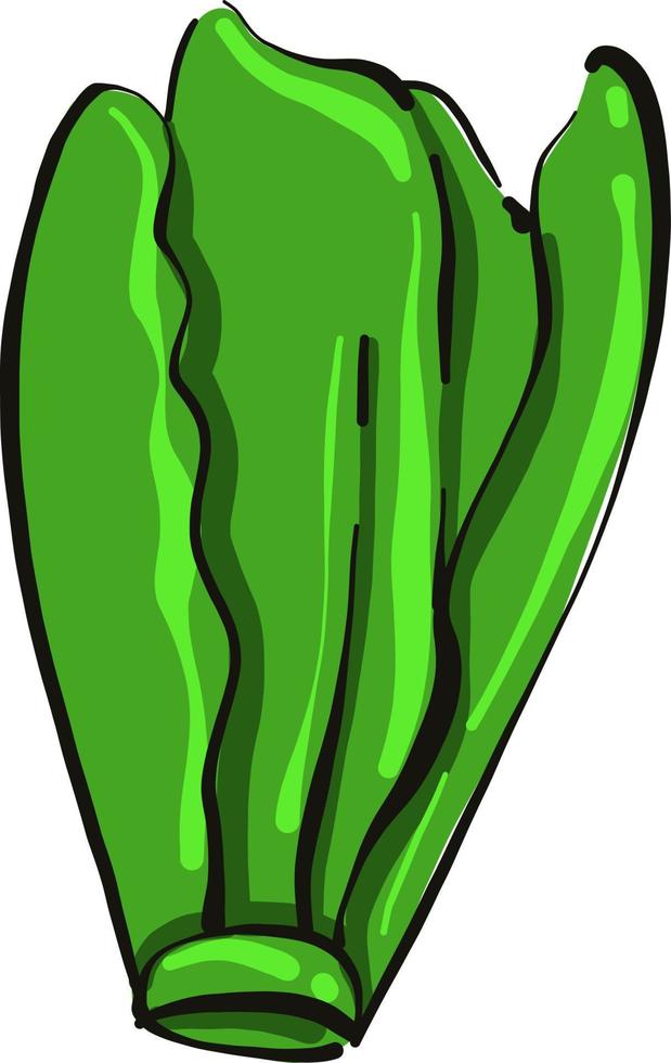 ensalada verde, ilustración, vector sobre fondo blanco