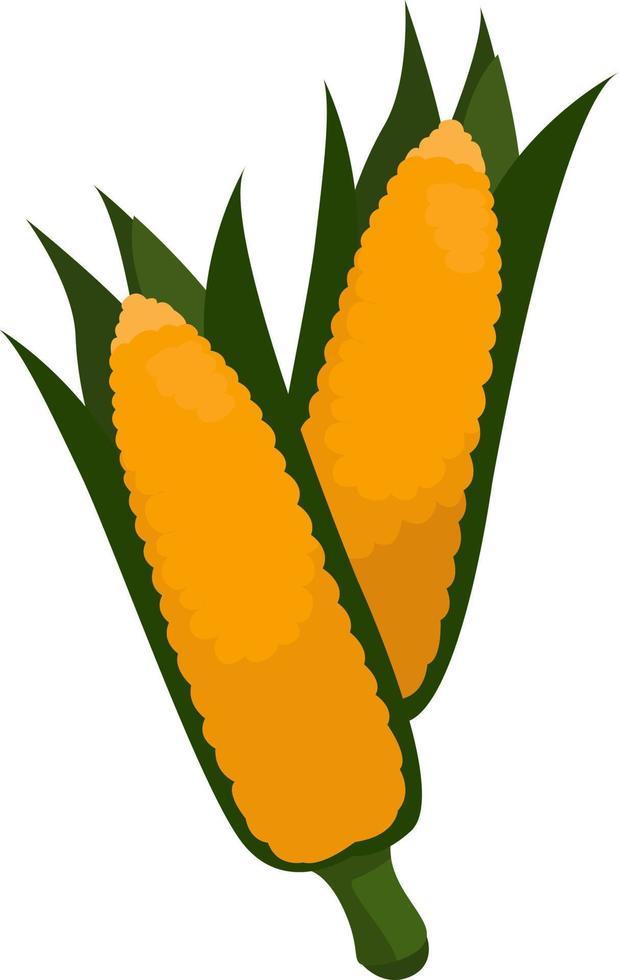 Fresh corns, illustration, vector on white background