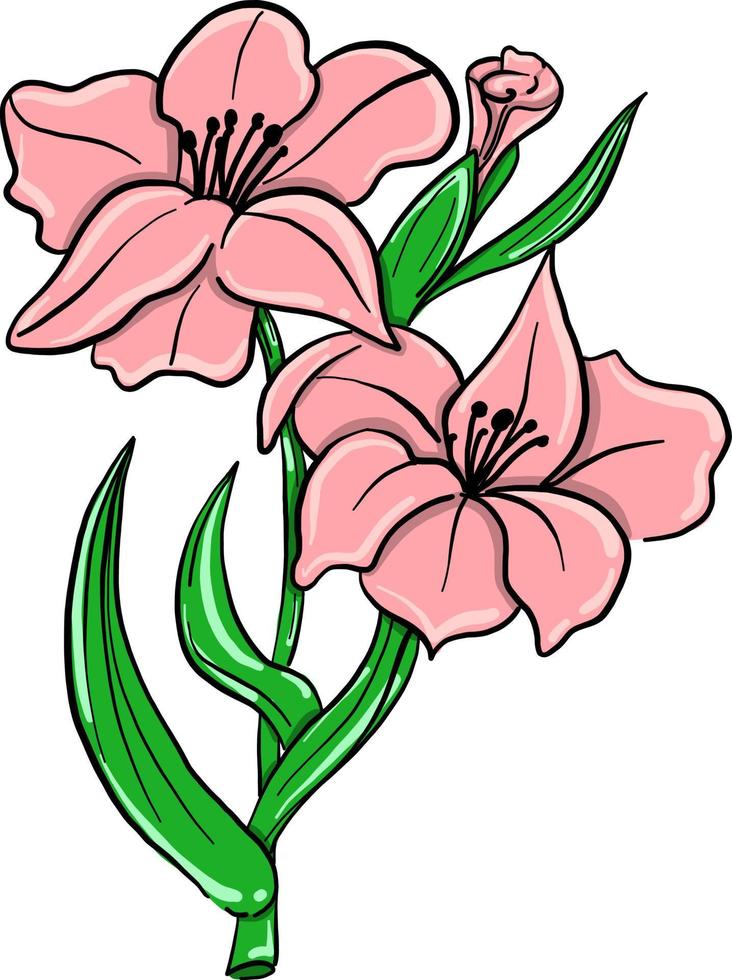 gladiolo rosa, ilustración, vector sobre fondo blanco
