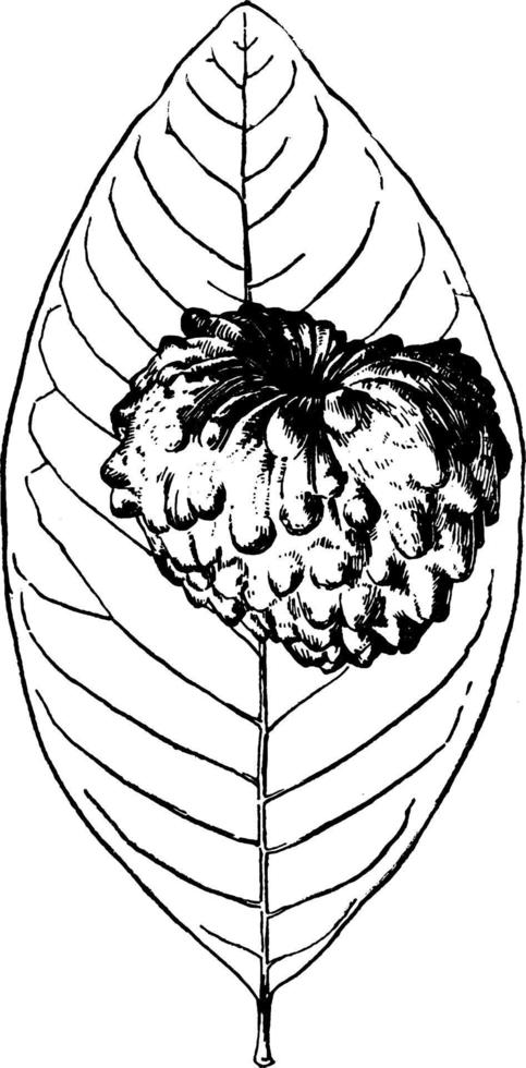 Tuberculate Form of Cherimoya, vintage illustration. vector