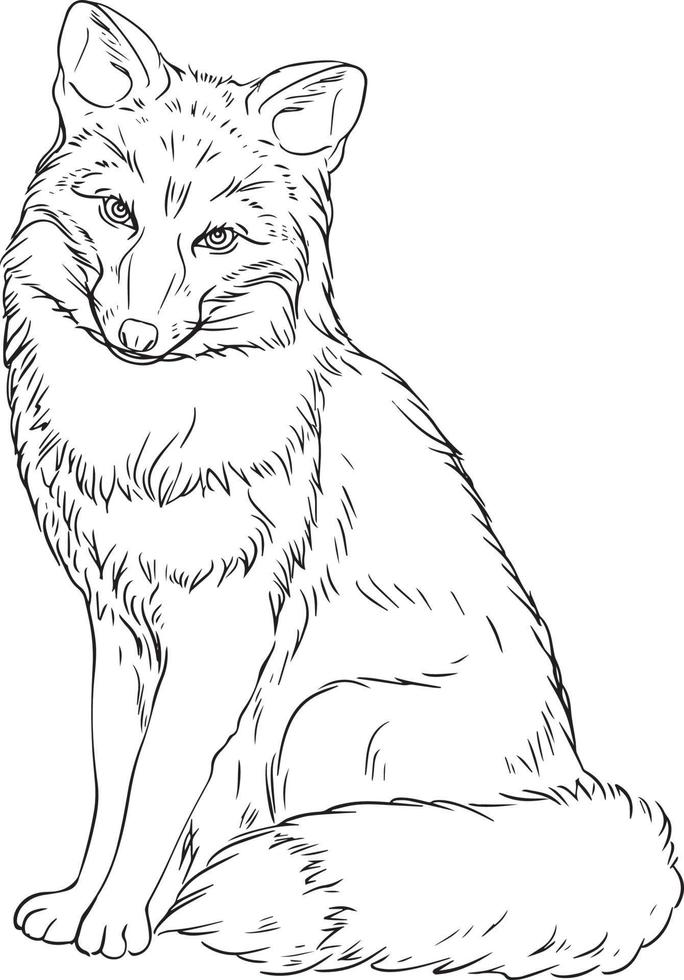 Fox black and white vector drawing. For coloring and illustration books