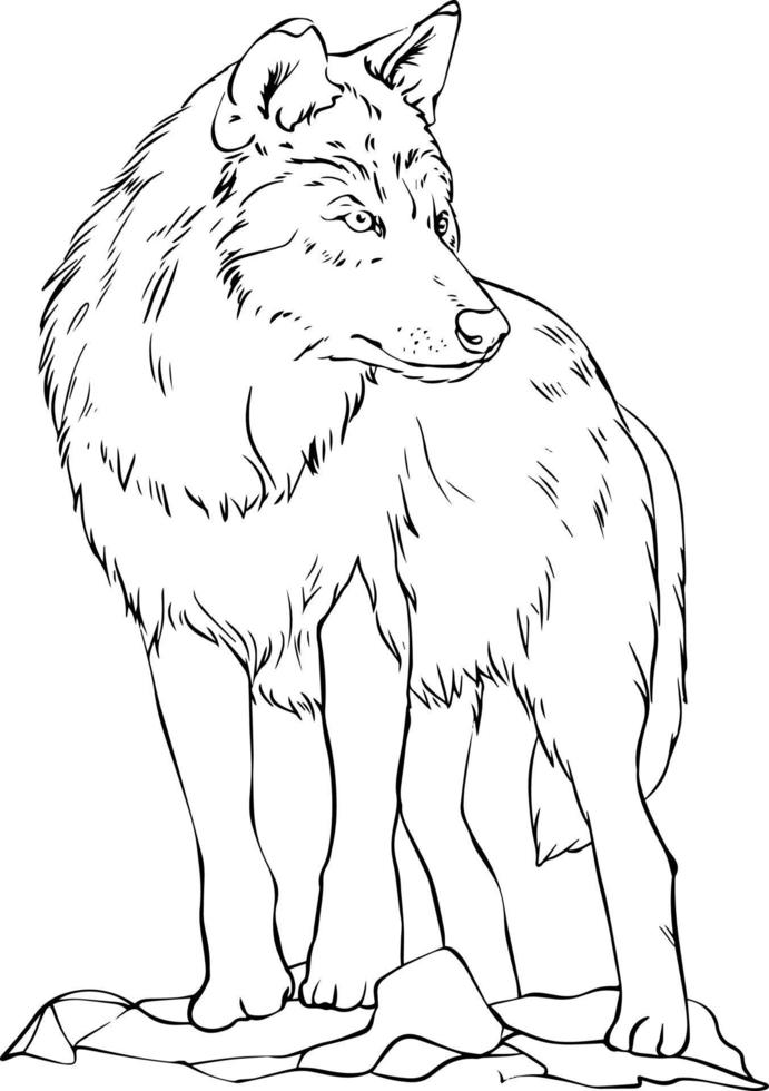 Wolf black and white vector drawing. For coloring and illustration books