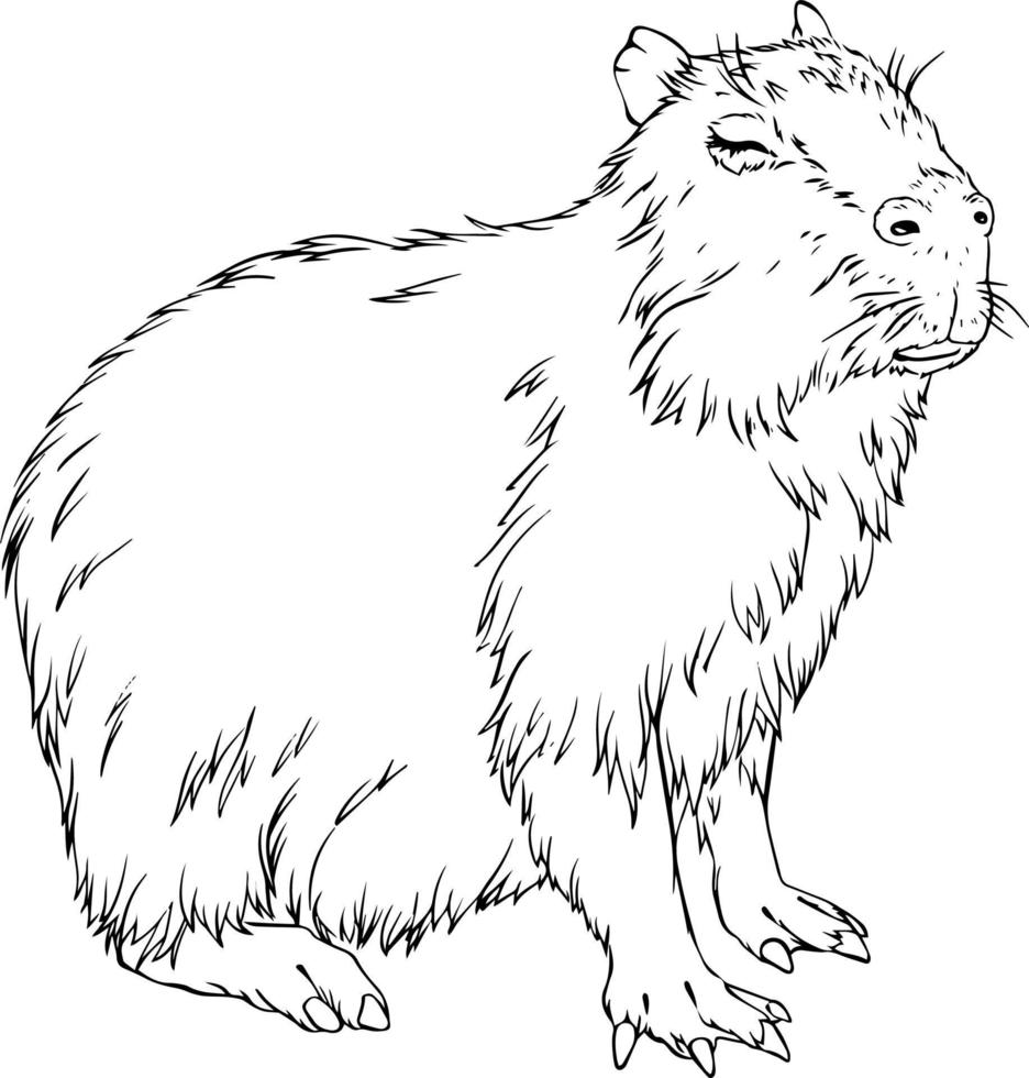 Wombat black and white vector drawing. For coloring and illustration books