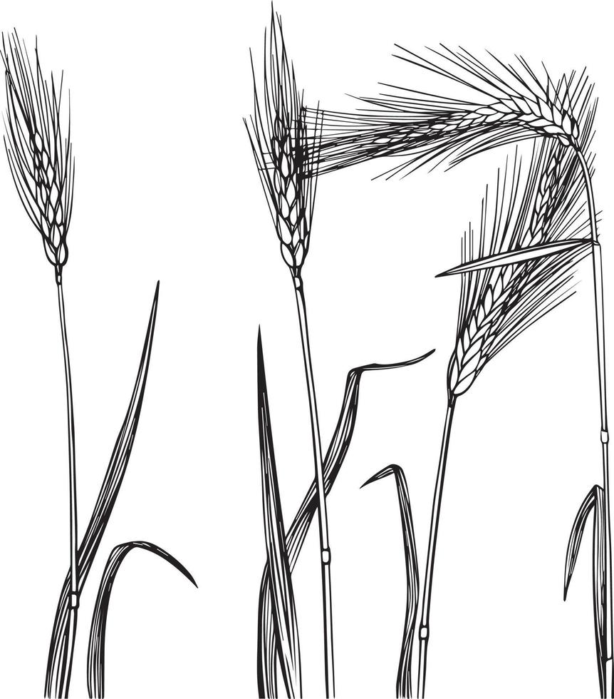 Wheat black and white vector drawing. For coloring and illustration books