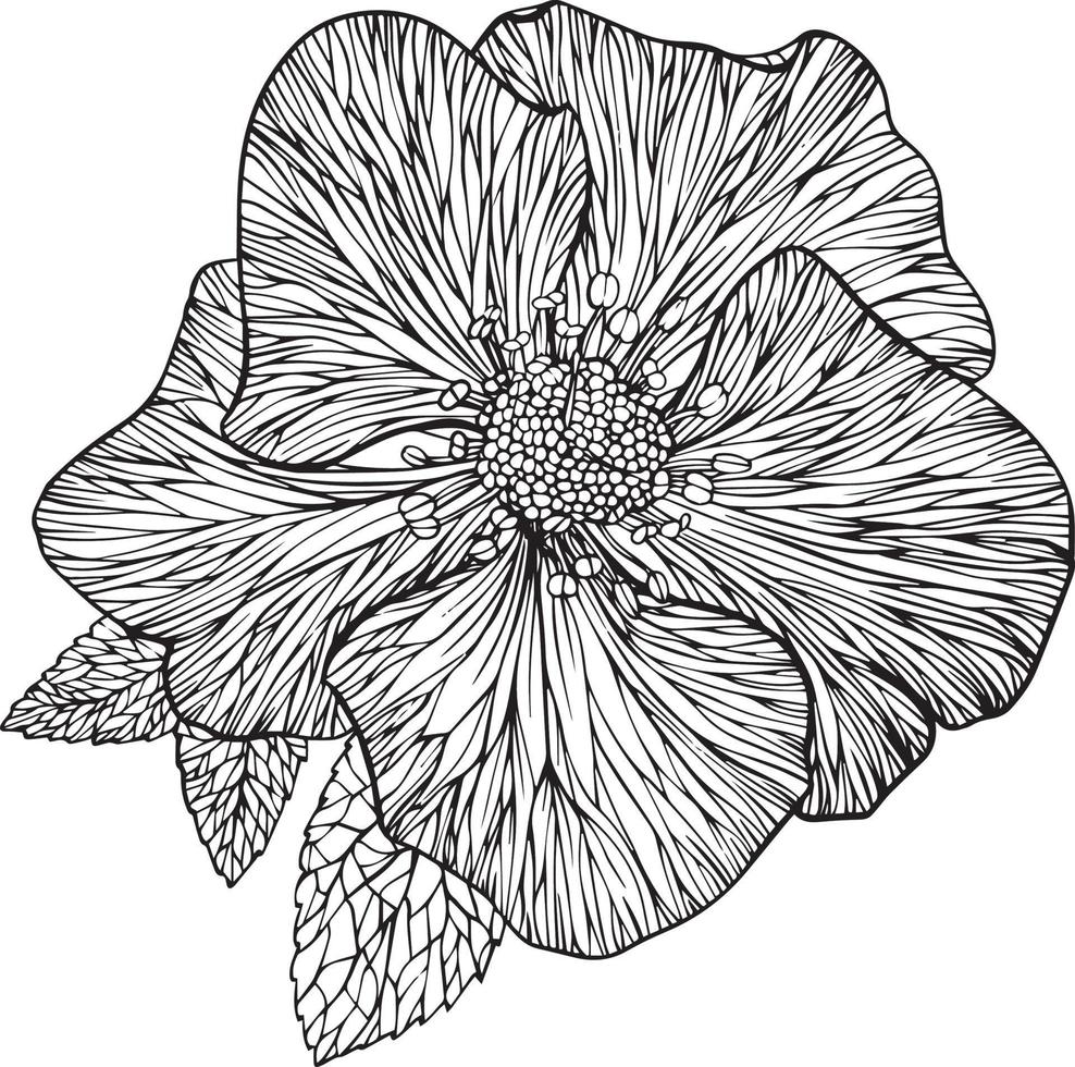 hellebore flower vector drawing for coloring books