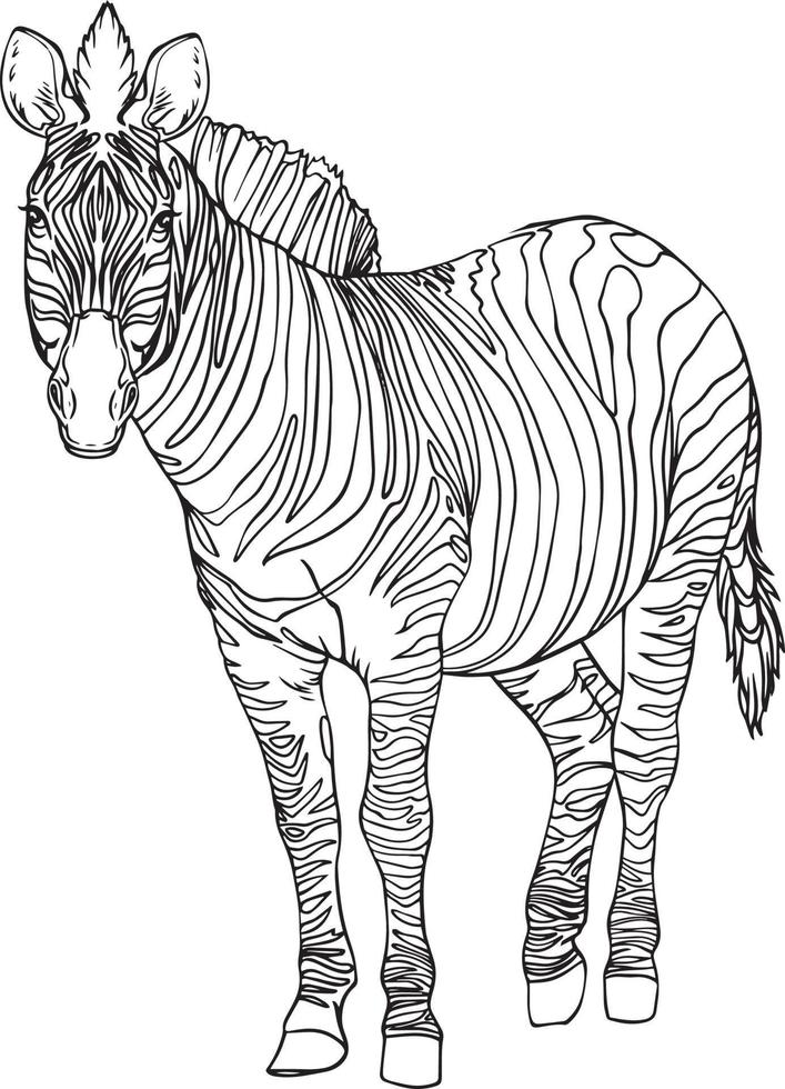 Zebra black and white vector image. For coloring and illustration books