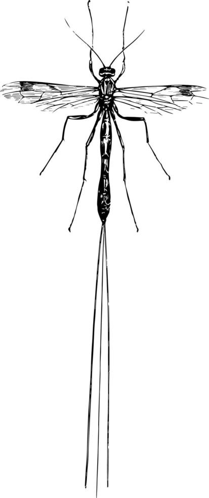 ilustración vintage de mosca ichneumon. vector