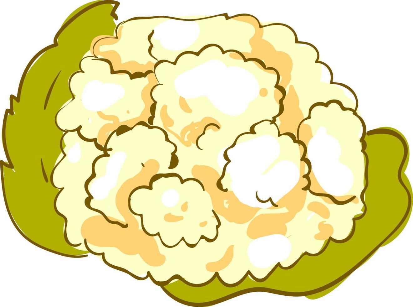 Cauliflower, illustration, vector on white background.