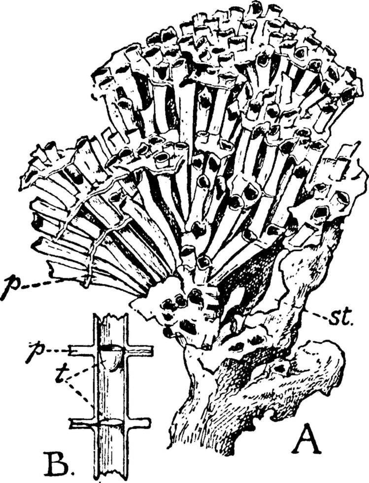 colonia de tubipora purpurea, ilustración vintage. vector