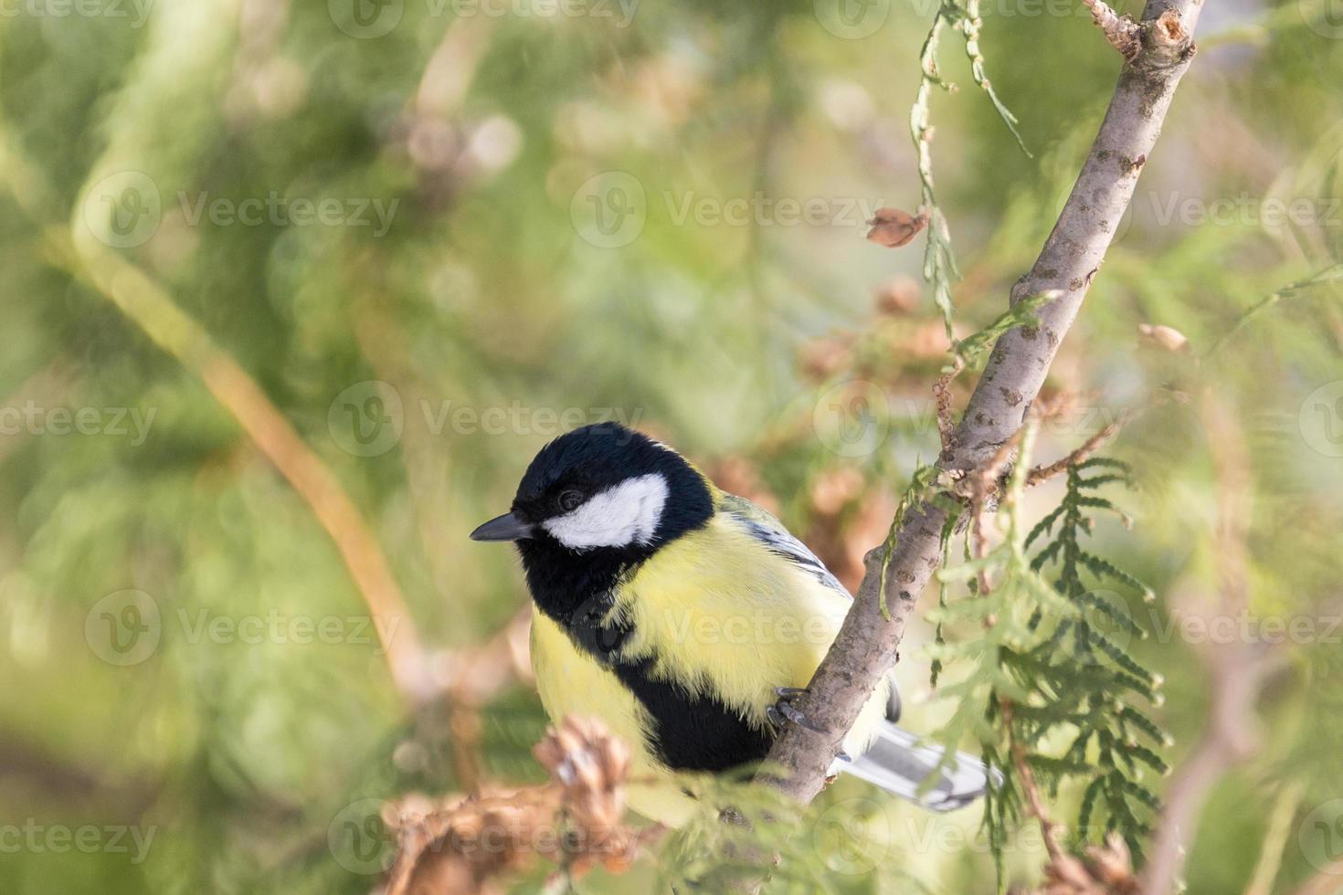 tit on a branch photo