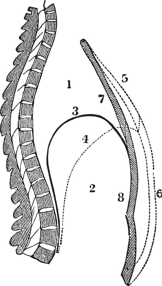 A Side View of the Chest and Abdomen in Respiration, vintage illustration. vector