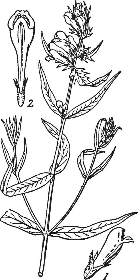 ilustración vintage de trigo vacuno. vector