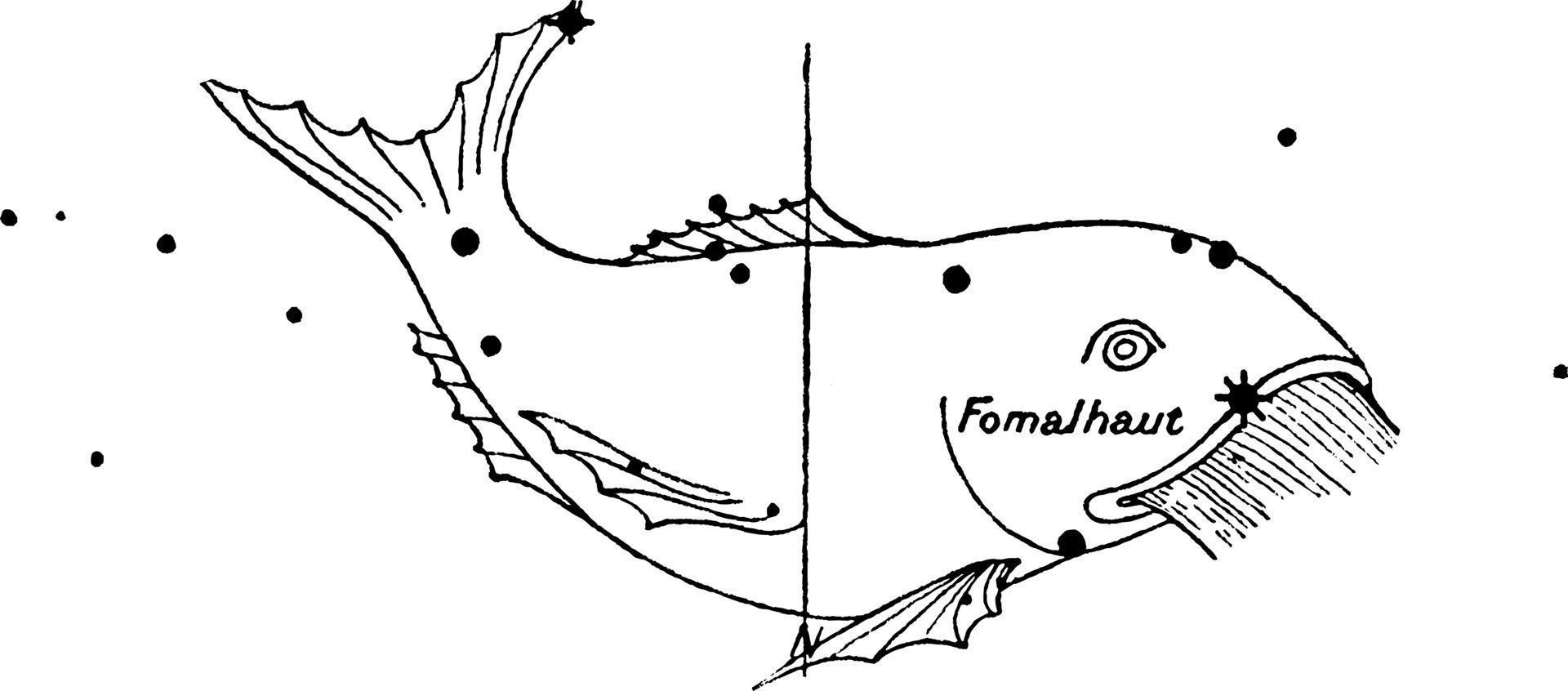 Piscis Austrinus vintage illustration. 13591138 Vector Art at Vecteezy