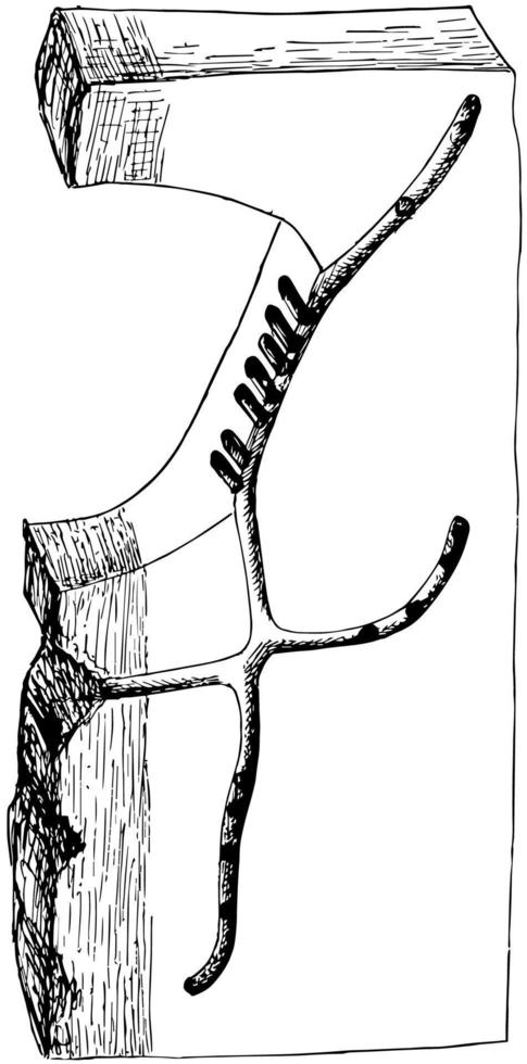Gallery of Xyloterus Retusus, vintage illustration. vector