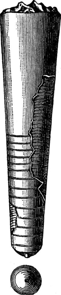 cefalópodo, ilustración vintage. vector