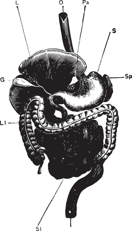 General View of the Alimentary Canal, vintage illustration. vector