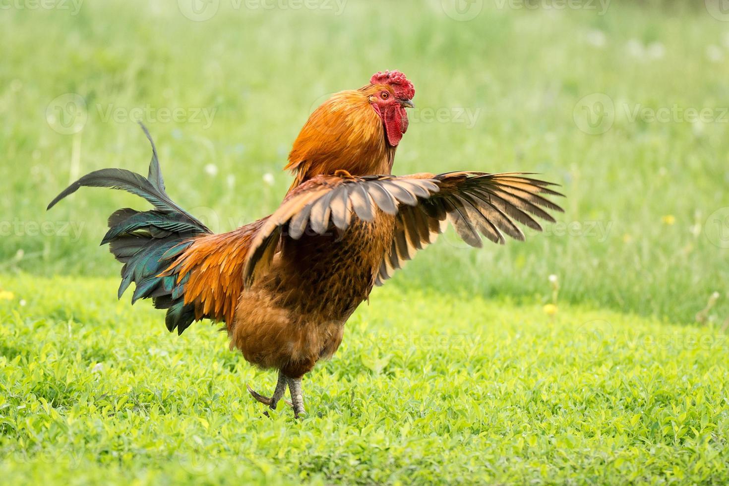 gallo en la hierba foto