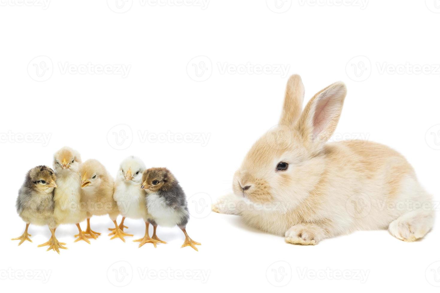 Bunny and chicken photo