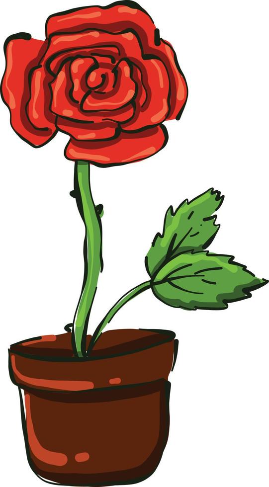 Red rose, illustration, vector on white background.