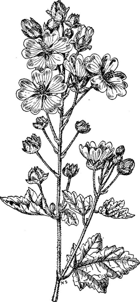 Acerifolia Sphaeralcea vintage illustration. vector