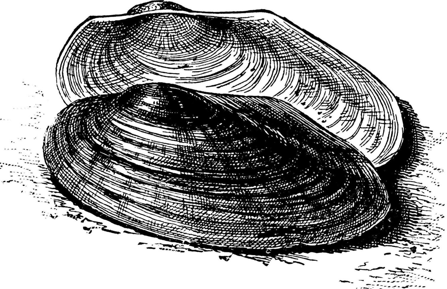 River Mussel, vintage illustration. vector