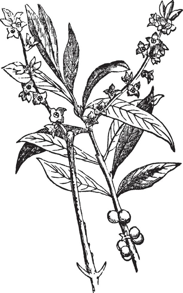 ilustración vintage de daphne mezereon. vector