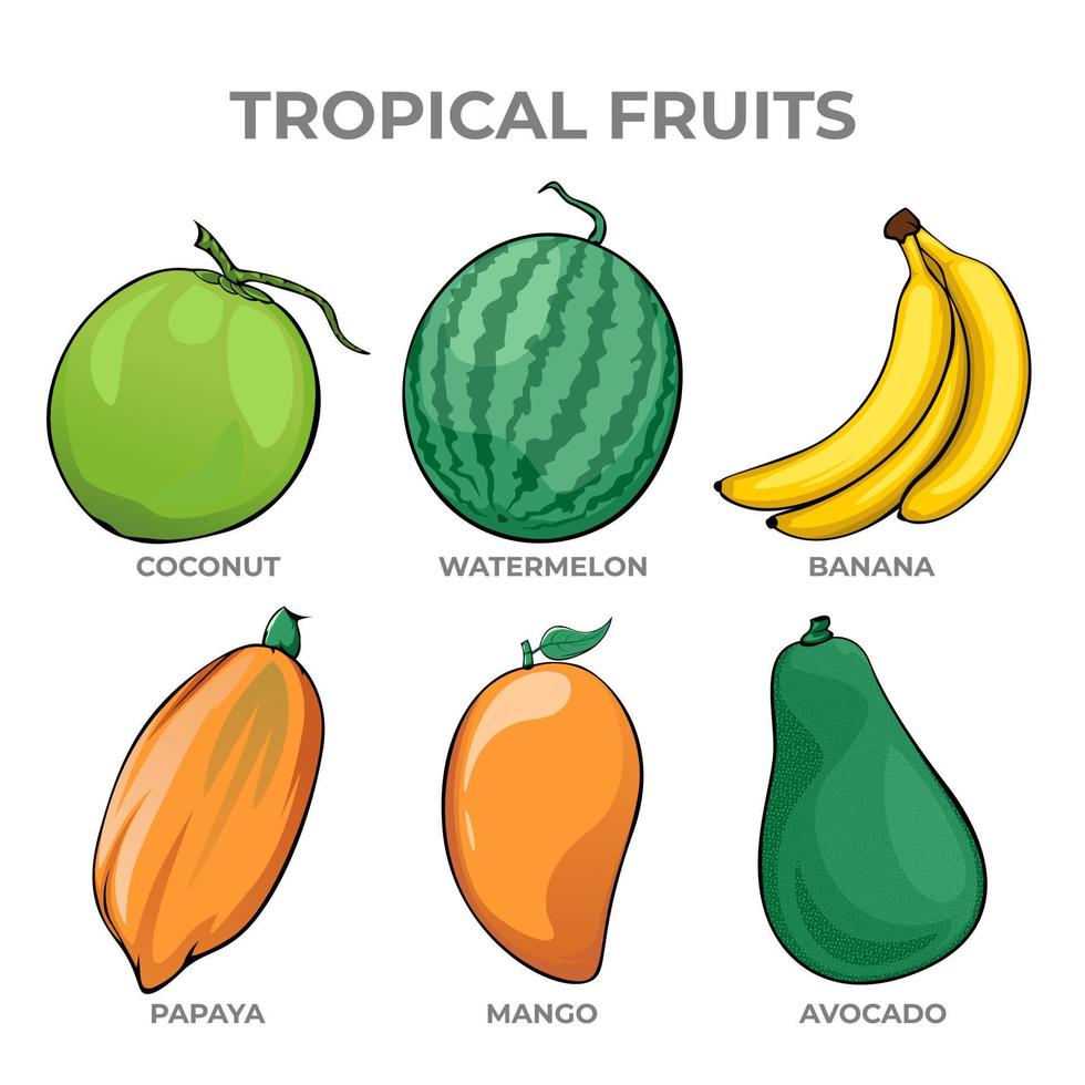 Collection of tropical fruit on white background vector