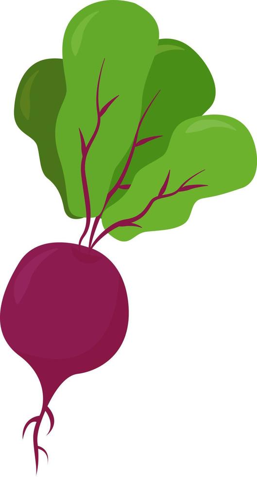 Purple radish, illustration, vector on white background