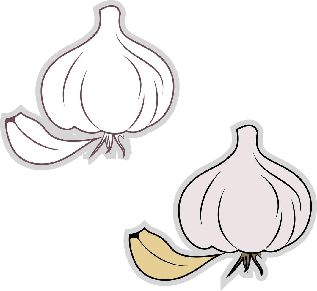 Fresh garlic, illustration, vector on white background.