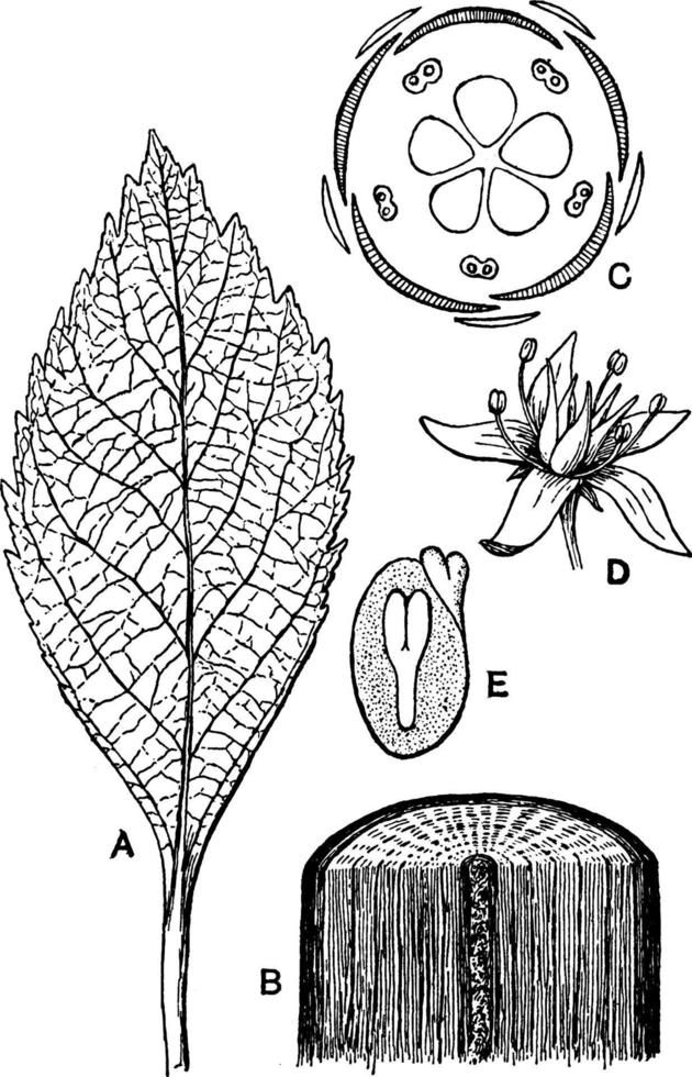 Dicotyledonous Morphology vintage illustration. vector