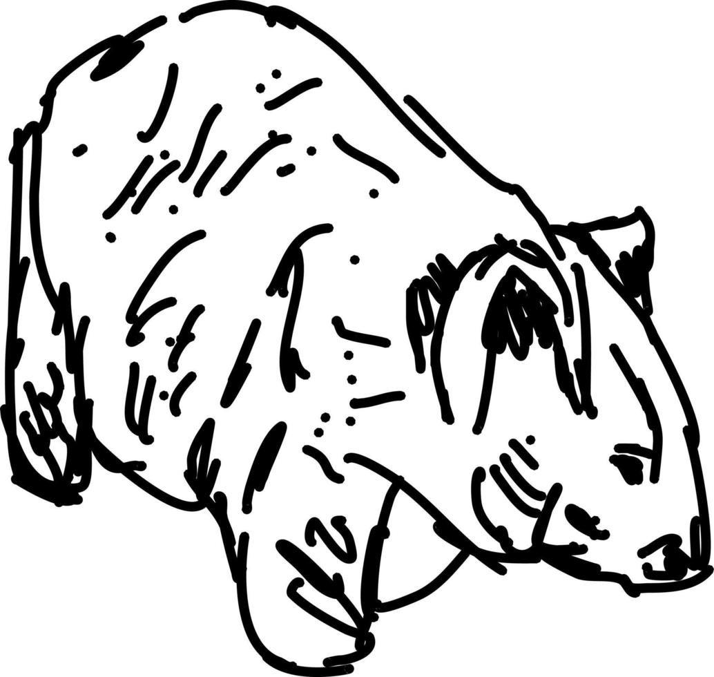 Wombat drawing, illustration, vector on white background.