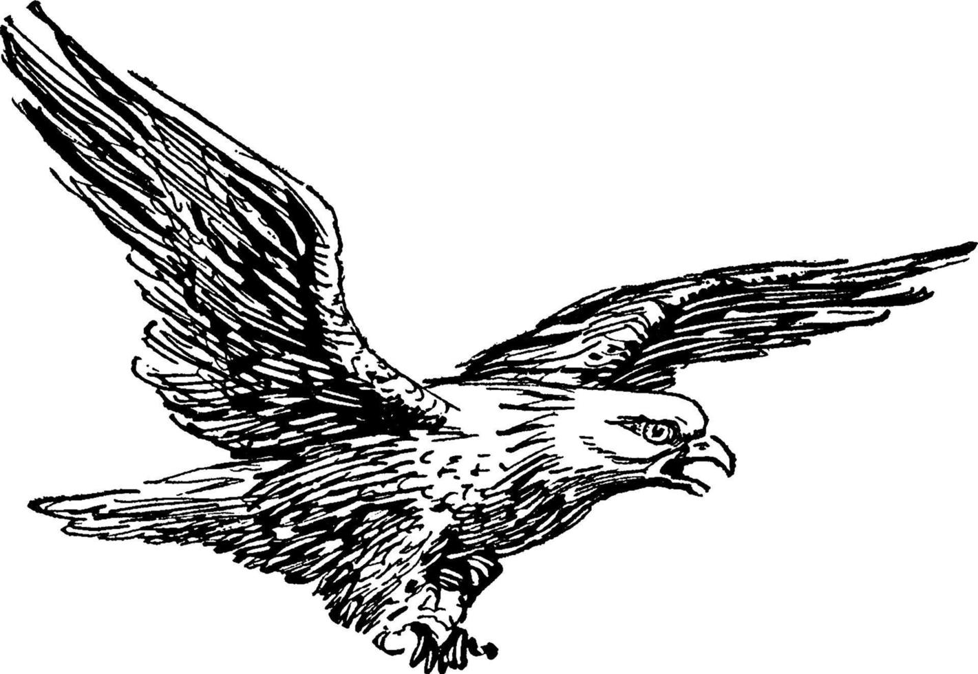águila calva o haliaeetus leucocephalus, ilustración vintage vector