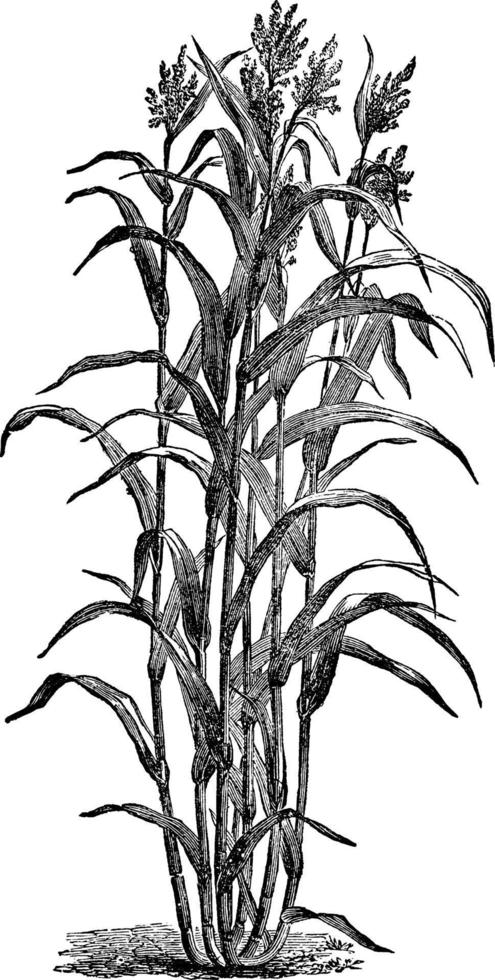 Chinese Sugar Cane vintage illustration. vector