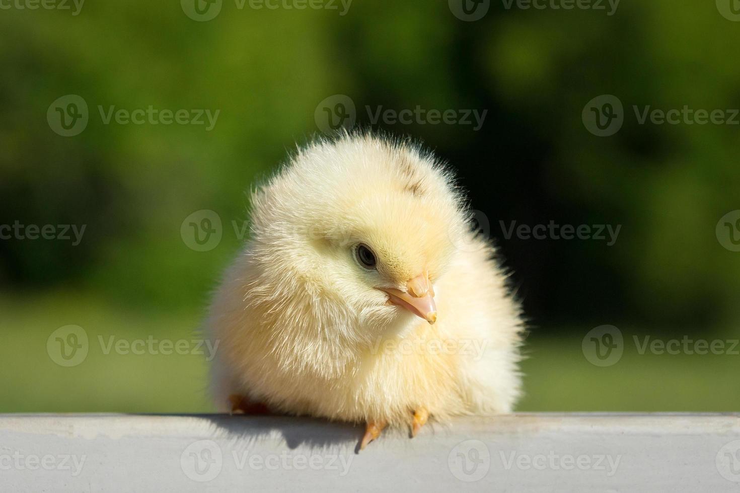 chick on the fence photo