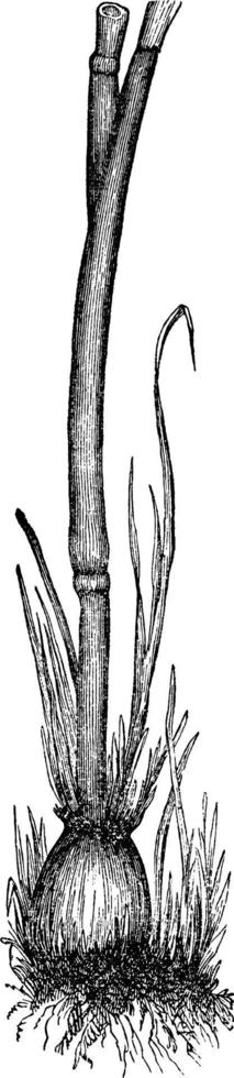 ilustración vintage de hierba timotea. vector