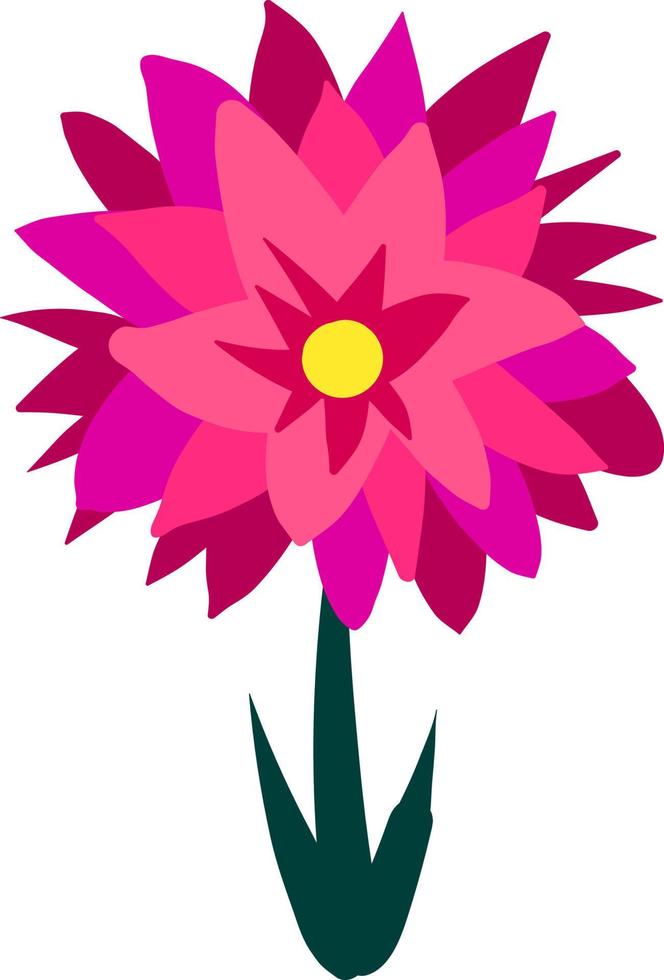 Dahlia flat, illustration, vector on white background.