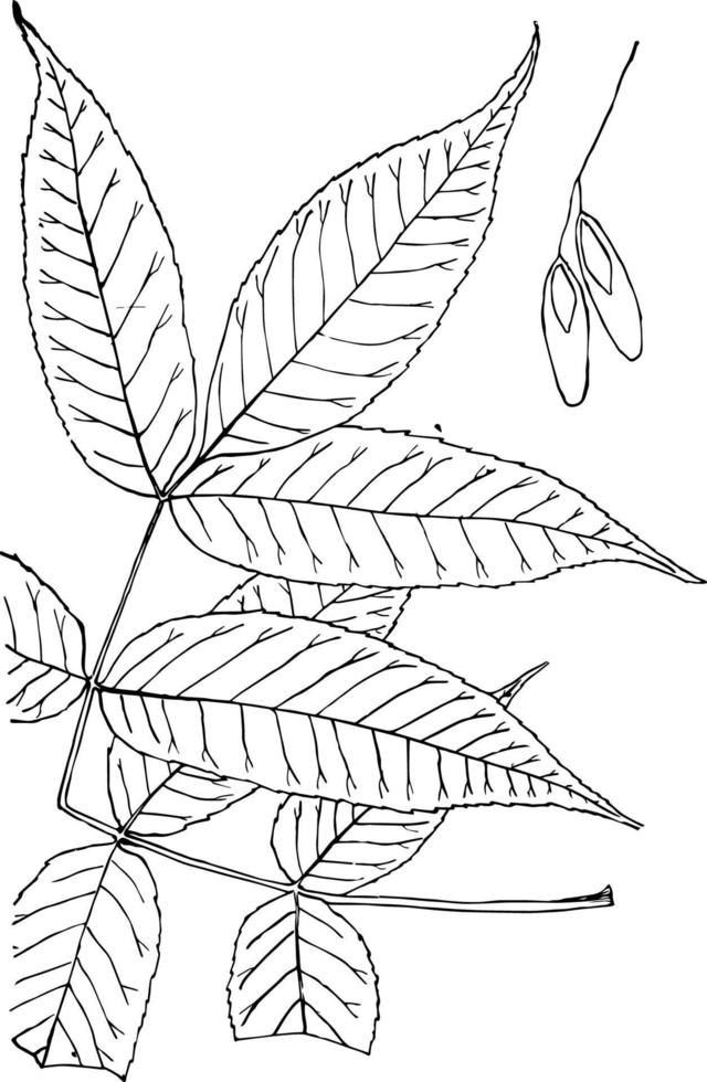 género fraxinus, l. ilustración vintage de ceniza. vector