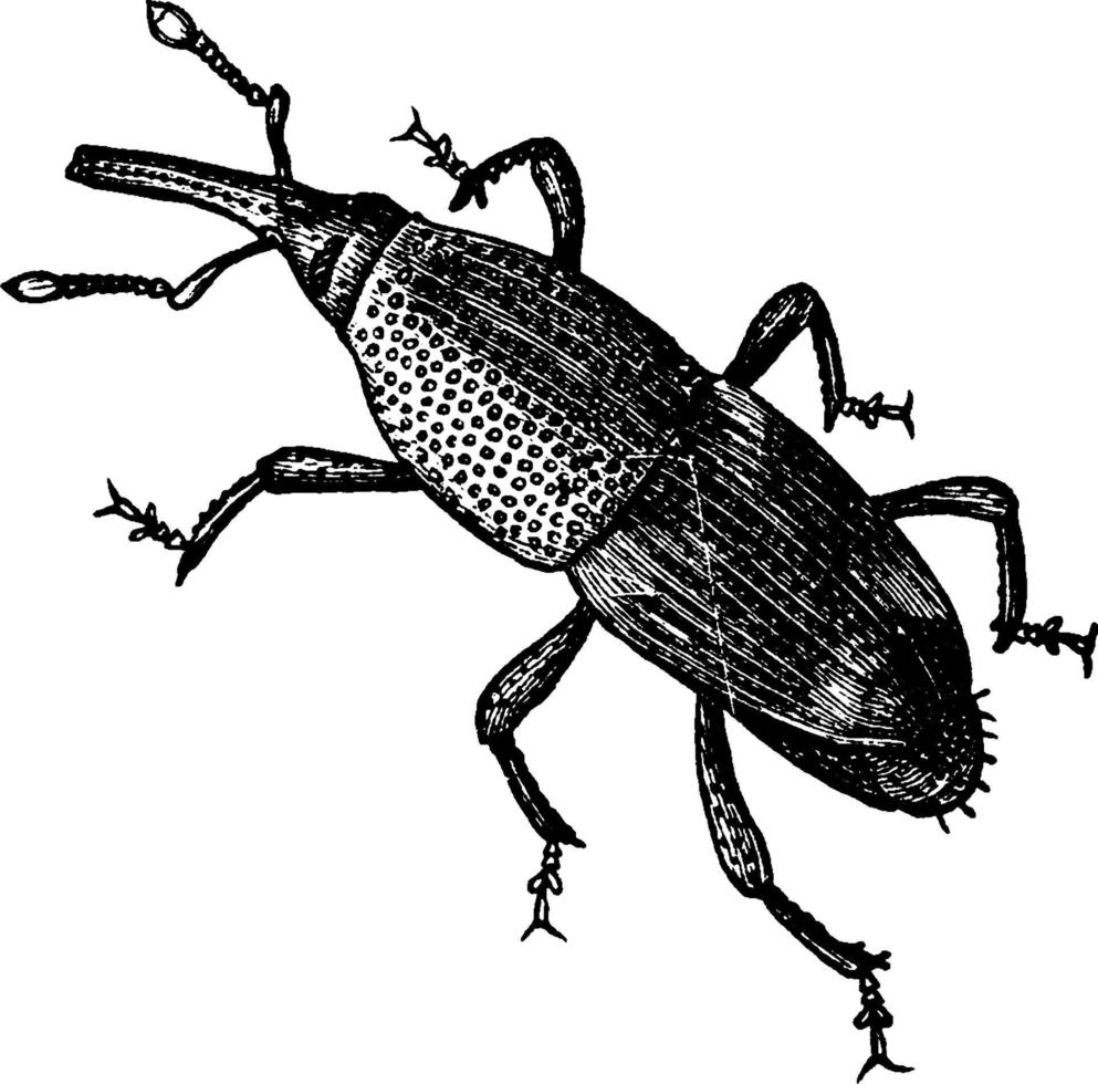 Weevil, vintage illustration. vector