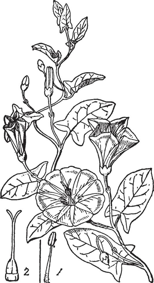 Bindweed vintage illustration. vector