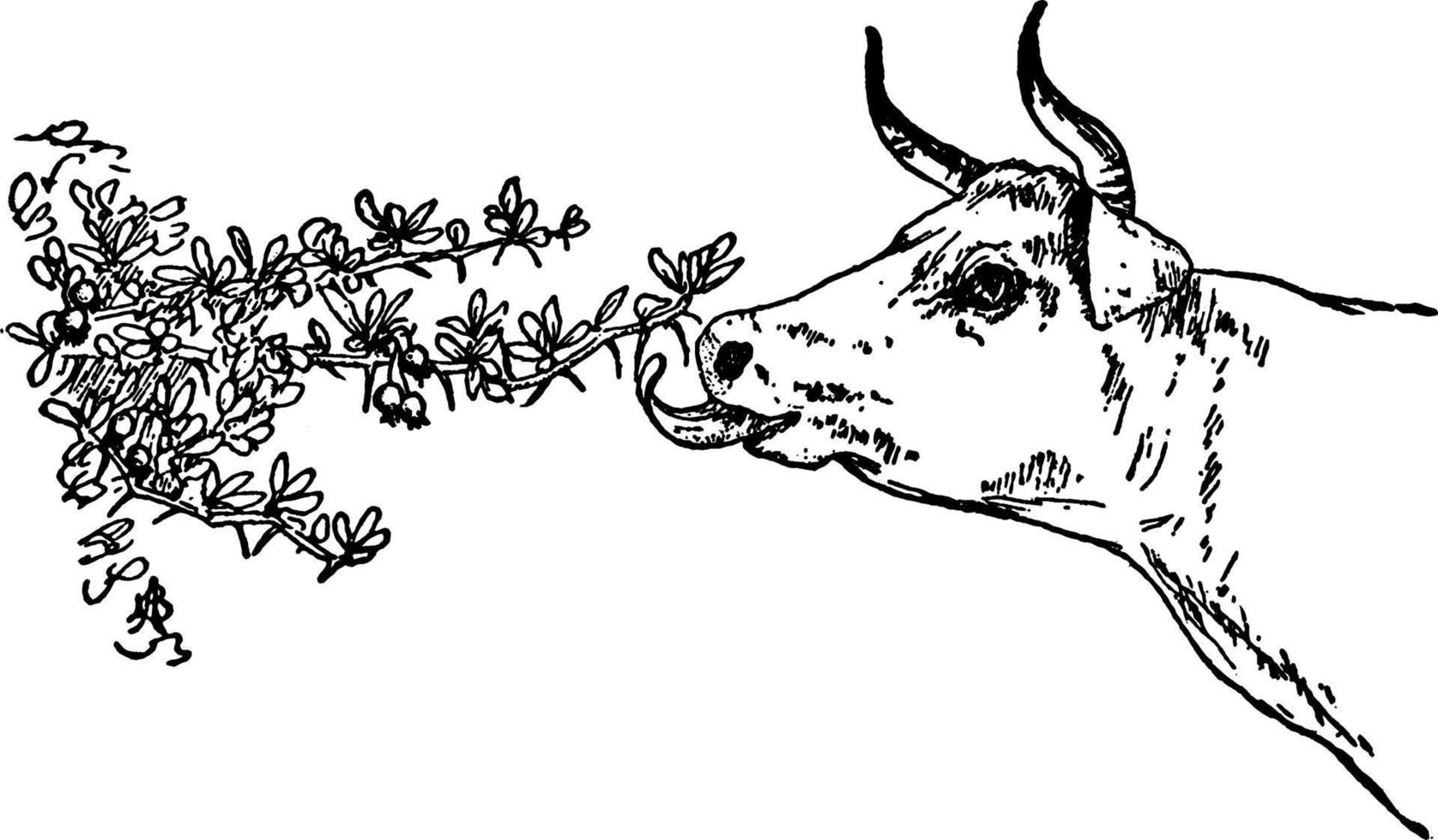 vaca pastando en una ilustración vintage de un árbol espinoso. vector