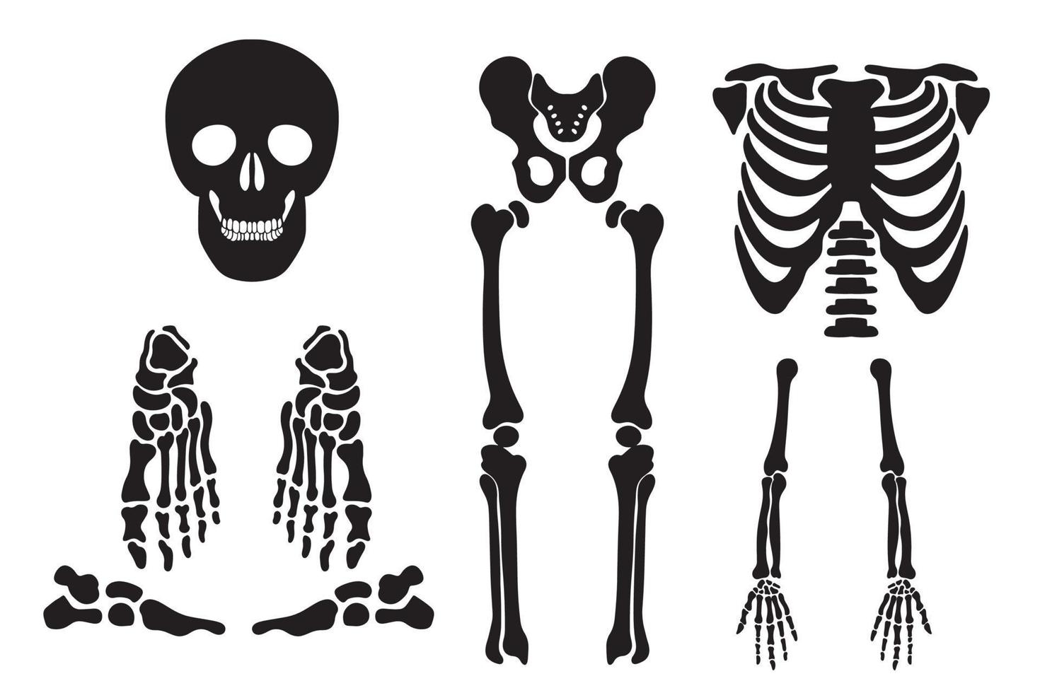 conjunto de dibujos de cráneo de vector de cráneo humano