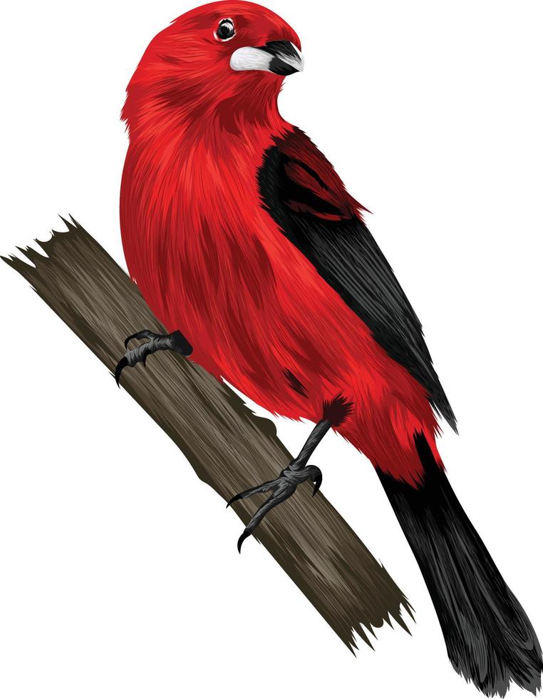 Red Bird Illustration vector