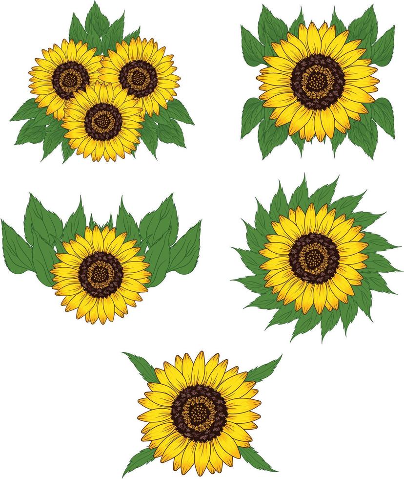 Sunflower Illustration Set vector