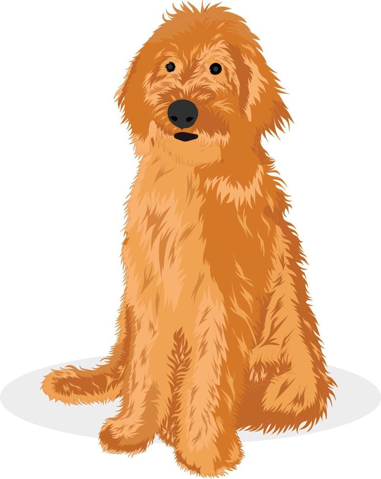 Golden Doodle Dog vector