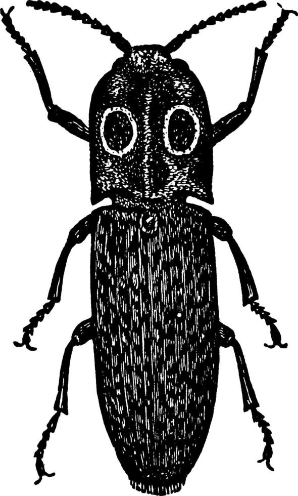 Click Beetle, vintage illustration. vector