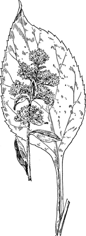 ilustración vintage de vara de oro de hoja grande. vector